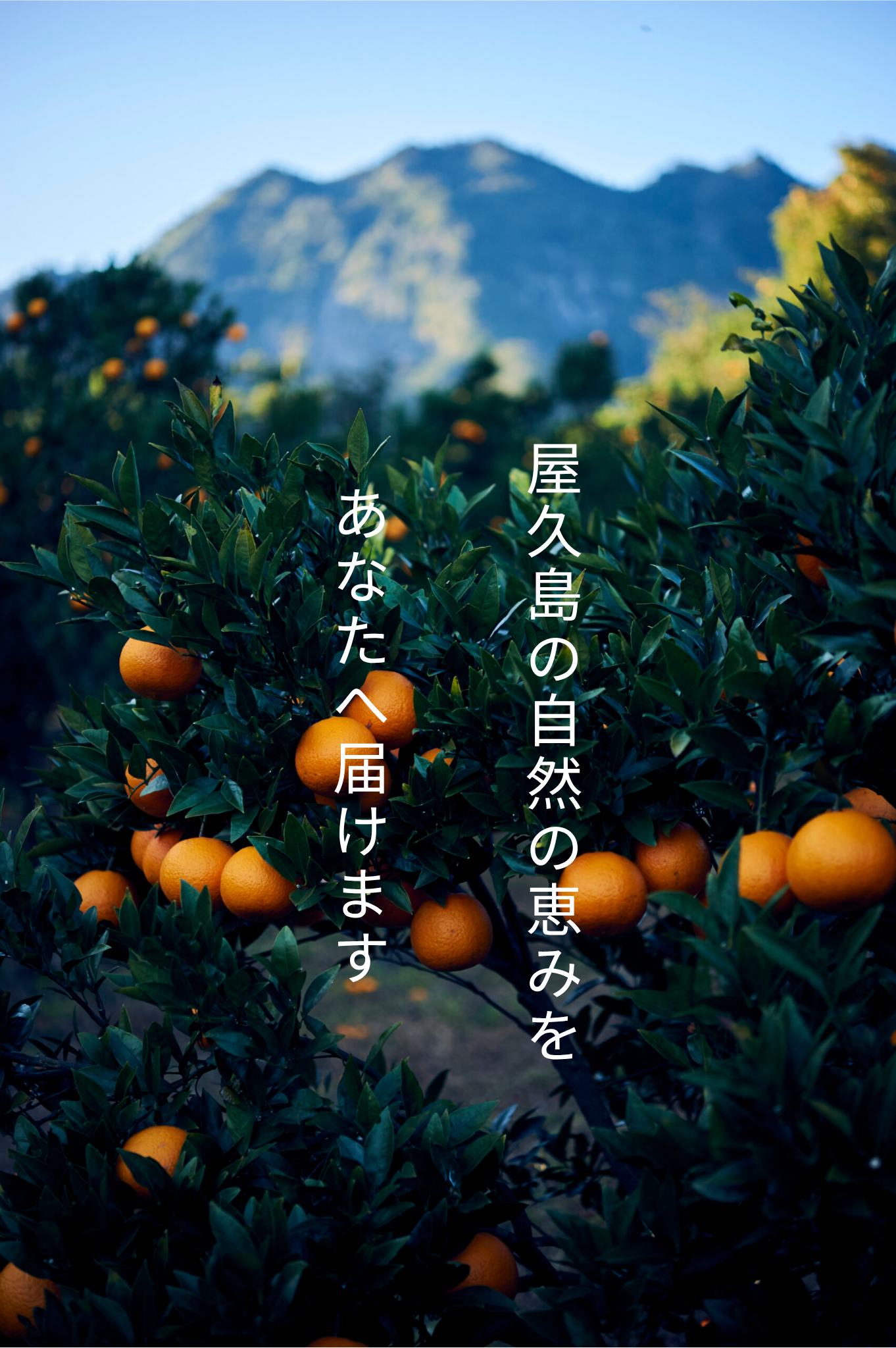 屋久島ヴィータキッチン
